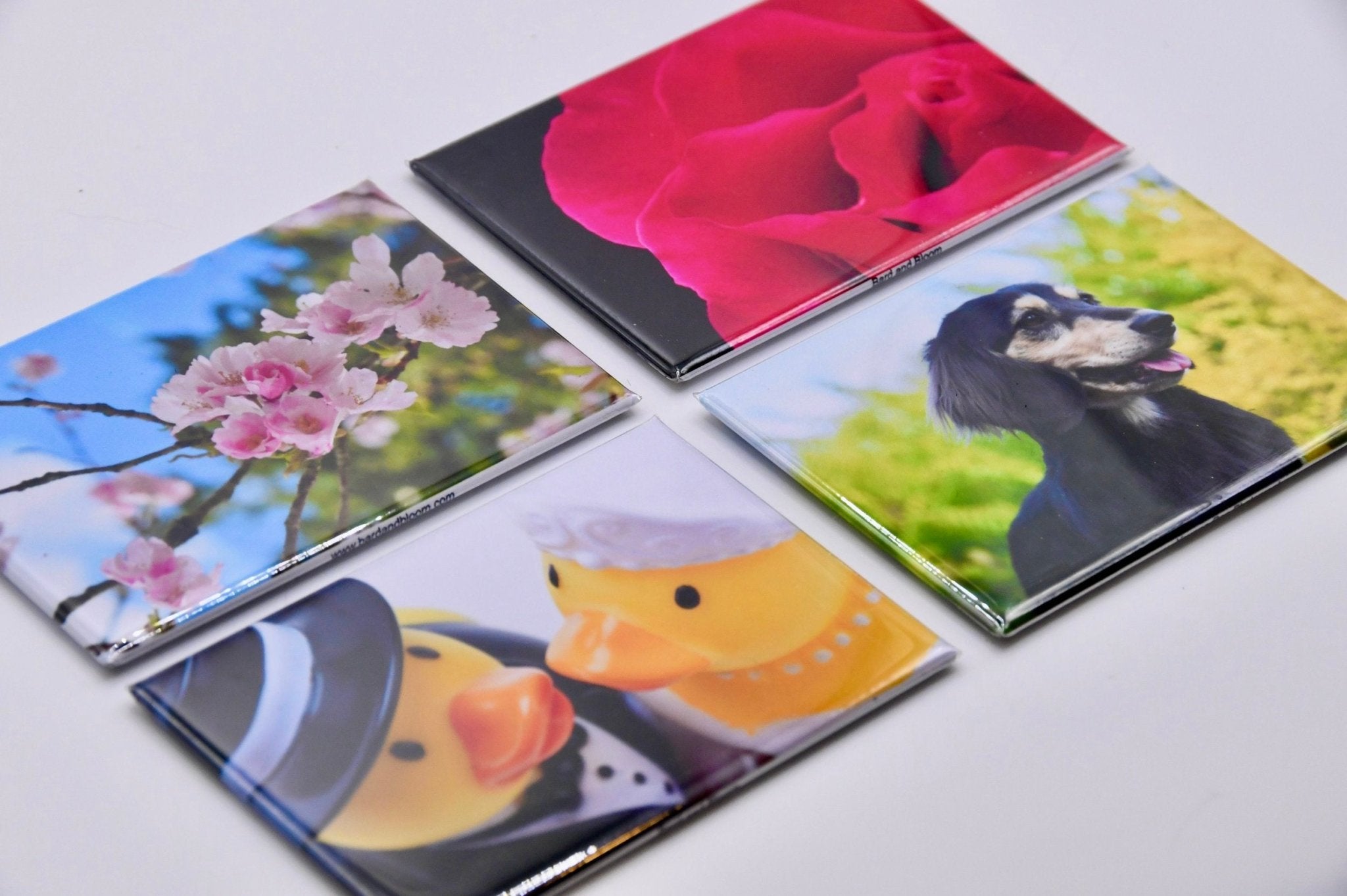 2" x 3" rectangular magnets, set of 9 - Bard and Bloom